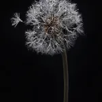 Shota Suzuki, 綿毛蒲公英 - Dandelion Fluff, 2020