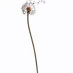 Shota Suzuki, 綿毛蒲公英 - Dandelion Fluff, 2020