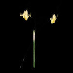 Andrea Wolf, LS132894 (Balsalm Root), 2025