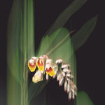 Yaikel, Jarrón Pirámide Azul, 2022