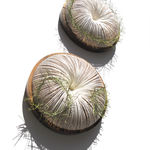 Kazuhito Takadoi, Yukima (Melting Snow)