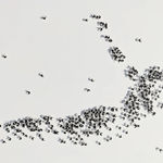 Rachel Shaw Ashton, We Love You So Much – Damask Rose Rose