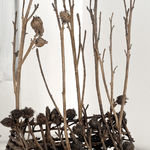 Alison Gautrey, Collaboration Series