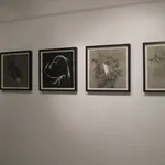 Patricia Swannell, Tree Ring Series