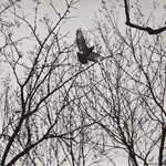 Jo Spence, Phototherapy: Jo Standing, c.1985