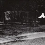 Jo Spence, Phototherapy: Jo Standing, c.1985