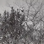 Jo Spence, Phototherapy: Jo Standing, c.1985