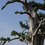 Lola Flash, Self Portrait, Washington, DC