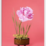 Ann Shelton Jhana Millers Gallery