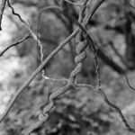 Harry Culy, Untitled (dandelions), 2025