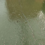 Jaime Jenkins Aotearoa Art Fair