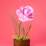 Ann Shelton Jhana Millers Gallery