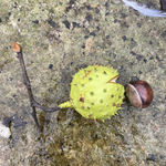 Penkridge Ceramics, Half shell & removable nut - SOLD