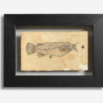 Andrea Collesano, PRIMITIAE