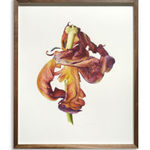 Fiona Strickland, Open Absalon (Tulipa ‘Absalon’)