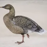 Harriet Bane, The Panther, 2023