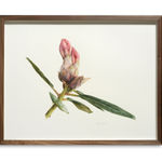 Fiona Strickland, Open Absalon (Tulipa ‘Absalon’)