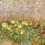 Jane Wormell, Blackberry Hedge II