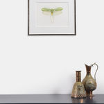 Georita Harriott, Long Horned Grasshopper - Phyllopora grandis (underside)