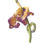 Fiona Strickland, Open Absalon (Tulipa ‘Absalon’)