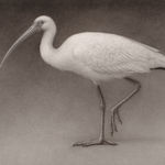 Lee Andre, White Ibis, 2022