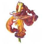 Fiona Strickland, Open Absalon (Tulipa ‘Absalon’)