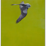 Tim Hayward, Shine - Red