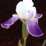 Harry Steen, Mausoleum (Study)