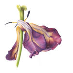 Fiona Strickland, Open Absalon (Tulipa ‘Absalon’)