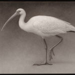 Lee Andre, White Ibis, 2022
