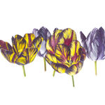 Fiona Strickland, Open Absalon (Tulipa ‘Absalon’)