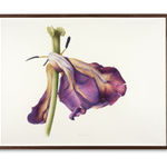 Fiona Strickland, Open Absalon (Tulipa ‘Absalon’)