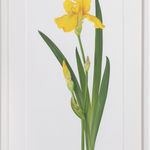 Gary Stinton, Jaguar at Ease, 2021