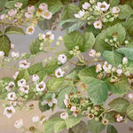 James Lynch, Goose I, 1991