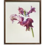 Fiona Strickland, Open Absalon (Tulipa ‘Absalon’)