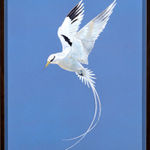 Tim Hayward, Ring-Necked Pheasant - Azure