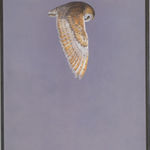 Tim Hayward, Shine - Red