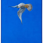 Tim Hayward, Ring-Necked Pheasant - Azure