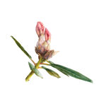 Fiona Strickland, Open Absalon (Tulipa ‘Absalon’)