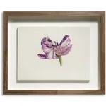 Fiona Strickland, Open Absalon (Tulipa ‘Absalon’)