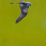 Tim Hayward, Shine - Red