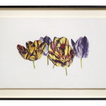 Fiona Strickland, Open Absalon (Tulipa ‘Absalon’)