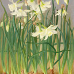 Jane Wormell, Blackberry Hedge II