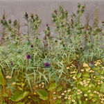 Jane Wormell, Blackberry Hedge II