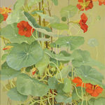 Jane Wormell, Blackberry Hedge II