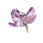 Fiona Strickland, Open Absalon (Tulipa ‘Absalon’)