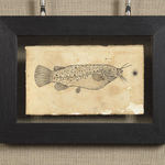 Andrea Collesano, PRIMITIAE