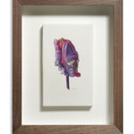 Fiona Strickland, Open Absalon (Tulipa ‘Absalon’)