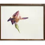 Fiona Strickland, Open Absalon (Tulipa ‘Absalon’)