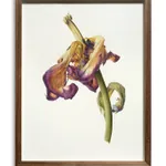 Fiona Strickland, Open Absalon (Tulipa ‘Absalon’)